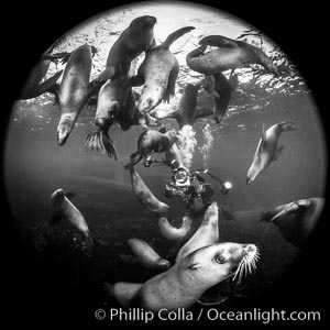 SCUBA Diver and Steller Sea Lions Underwater,  underwater photographer, Hornby Island, British Columbia, Canada