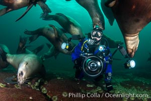 SCUBA Diver and Steller Sea Lions Underwater,  underwater photographer, Hornby Island, British Columbia, Canada