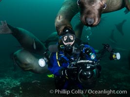 SCUBA Diver and Steller Sea Lions Underwater,  underwater photographer, Hornby Island, British Columbia, Canada, Eumetopias jubatus, Norris Rocks