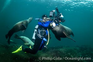 SCUBA Diver and Steller Sea Lions Underwater,  underwater photographer, Hornby Island, British Columbia, Canada, Eumetopias jubatus, Norris Rocks