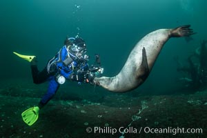 SCUBA Diver and Steller Sea Lions Underwater,  underwater photographer, Hornby Island, British Columbia, Canada, Eumetopias jubatus, Norris Rocks