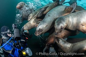 SCUBA Diver and Steller Sea Lions Underwater,  underwater photographer, Hornby Island, British Columbia, Canada, Eumetopias jubatus, Norris Rocks