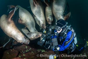 Photographer Celia Kujala and Steller Sea Lions Underwater,  underwater photographer, Hornby Island, British Columbia, Canada, Eumetopias jubatus, Norris Rocks