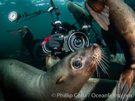 SCUBA Diver and Steller Sea Lions Underwater,  underwater photographer, Hornby Island, British Columbia, Canada, Eumetopias jubatus