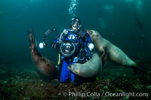 SCUBA Diver and Steller Sea Lions Underwater,  underwater photographer, Hornby Island, British Columbia, Canada, Eumetopias jubatus, Norris Rocks