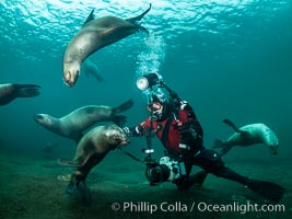 SCUBA Diver and Steller Sea Lions Underwater,  underwater photographer, Hornby Island, British Columbia, Canada