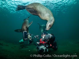 SCUBA Diver and Steller Sea Lions Underwater,  underwater photographer, Hornby Island, British Columbia, Canada, Eumetopias jubatus