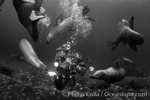 SCUBA Diver and Steller Sea Lions Underwater,  underwater photographer, Hornby Island, British Columbia, Canada, Eumetopias jubatus, Norris Rocks