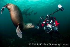 SCUBA Diver and Steller Sea Lions Underwater,  underwater photographer, Hornby Island, British Columbia, Canada, Eumetopias jubatus