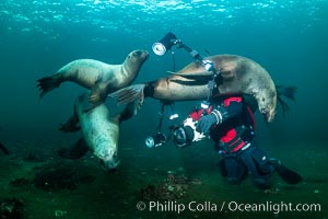 SCUBA Diver and Steller Sea Lions Underwater, Hornby Island, British Columbia, Canada, Eumetopias jubatus, Norris Rocks