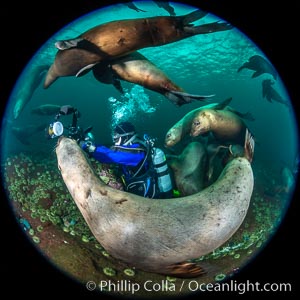 SCUBA Diver and Steller Sea Lions Underwater, Hornby Island, British Columbia, Canada, Eumetopias jubatus, Norris Rocks