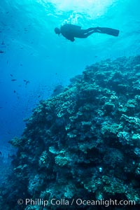 SCUBA diver over pristine South Pacific coral reef, Fiji, Wakaya Island, Lomaiviti Archipelago