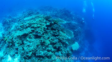 SCUBA diver over pristine South Pacific coral reef, Fiji, Wakaya Island, Lomaiviti Archipelago