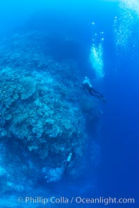 SCUBA diver over pristine South Pacific coral reef, Fiji, Wakaya Island, Lomaiviti Archipelago