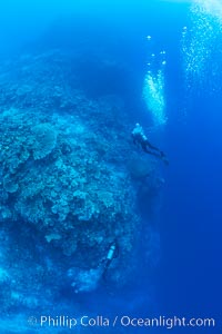 SCUBA diver over pristine South Pacific coral reef, Fiji, Wakaya Island, Lomaiviti Archipelago