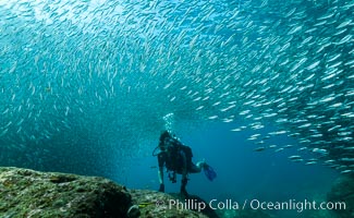 SCUBA diver, sardines and scad, Los Islotes, Sea of Cortez, Mexico, Zalophus californianus