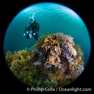 SCUBA Diver Underwater hovering over the Wreck of the Portland Maru at Kangaroo Island, South Australia