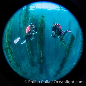 SCUBA divers, San Clemente Island, Macrocystis pyrifera