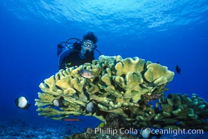 SCUBA diving in Hawaii