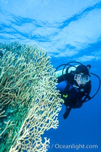 SCUBA Diving in the Red Sea, Egypt, Egyptian Red Sea