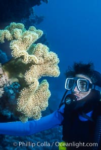 SCUBA Diving in the Red Sea, Egypt, Egyptian Red Sea