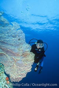 SCUBA Diving in the Red Sea, Egypt, Egyptian Red Sea
