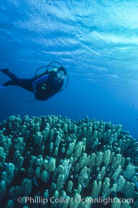 SCUBA Diving in the Red Sea, Egypt, Egyptian Red Sea
