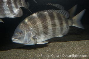 Sheepshead, Archosargus probatocephalus, Stenotomus chrysops