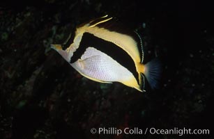 Scythe-mark butterflyfish, Prognathodes falcifer, Guadalupe Island (Isla Guadalupe)