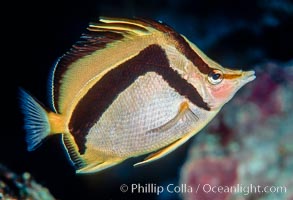 Scythe-marked butterflyfish.