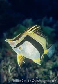 Scythe-marked butterflyfish.