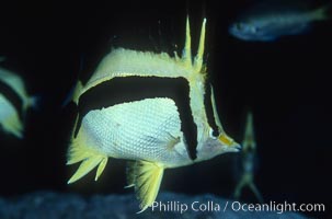 Scythe-mark butterflyfish, Prognathodes falcifer, Guadalupe Island (Isla Guadalupe)