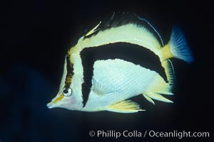 Scythe-mark butterflyfish. Guadalupe Island (Isla Guadalupe), Baja California, Mexico, Prognathodes falcifer, natural history stock photograph, photo id 04612