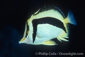 Scythe-mark butterflyfish, Prognathodes falcifer, Guadalupe Island (Isla Guadalupe)