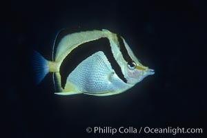 Scythe-mark butterflyfish, Prognathodes falcifer, Guadalupe Island (Isla Guadalupe)