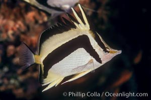 Scythe-mark butterflyfish, Prognathodes falcifer, Guadalupe Island (Isla Guadalupe)