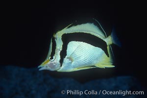 Scythe-mark butterflyfish, Prognathodes falcifer, Guadalupe Island (Isla Guadalupe)