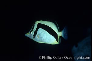 Scythe-mark butterflyfish, Prognathodes falcifer, Guadalupe Island (Isla Guadalupe)