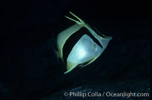 Scythe-mark butterflyfish, Prognathodes falcifer, Guadalupe Island (Isla Guadalupe)