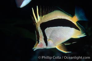 Scythe-mark butterflyfish, Prognathodes falcifer, Guadalupe Island (Isla Guadalupe)
