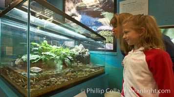 Visitors view a display of amphibians at the "Water" exhibit, San Diego Natural History Museum, Balboa Park