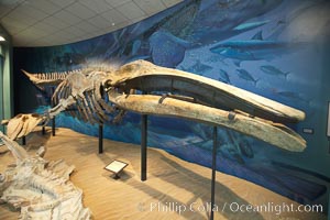 Gray whale skeleton on display at the San Diego Natural History Museum, Balboa Park