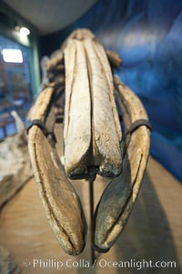 Gray whale skeleton on display at the San Diego Natural History Museum, Balboa Park