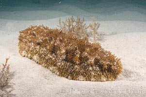 Unidentified sea cucumber on the shallow sand banks of the Northern Bahamas