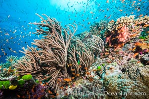Branching whip coral (Ellisella sp) captures passing planktonic food in ocean currents, Fiji, Ellisella, Pseudanthias