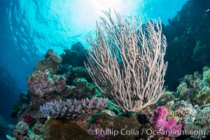 Branching whip coral (Ellisella sp.) captures passing planktonic food in ocean currents, Fiji