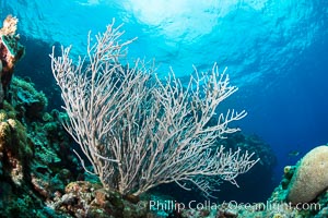 Sea fan captures passing planktonic food in ocean currents, Fiji, Ellisella, Vatu I Ra Passage, Bligh Waters, Viti Levu  Island