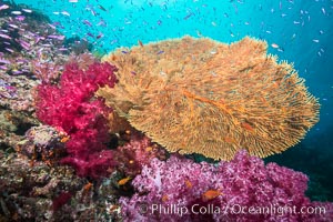 Sea fan or gorgonian on coral reef.  This gorgonian is a type of colonial alcyonacea soft coral that filters plankton from passing ocean currents, Dendronephthya, Gorgonacea, Gau Island, Lomaiviti Archipelago, Fiji