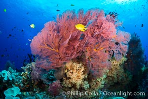 Sea fan or gorgonian on coral reef.  This gorgonian is a type of colonial alcyonacea soft coral that filters plankton from passing ocean currents, Dendronephthya, Gorgonacea, Vatu I Ra Passage, Bligh Waters, Viti Levu  Island, Fiji