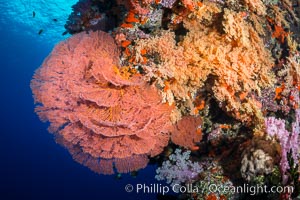 Plexauridae sea fan or gorgonian on coral reef.  This gorgonian is a type of colonial alcyonacea soft coral that filters plankton from passing ocean currents, Dendronephthya, Gorgonacea, Plexauridae, Vatu I Ra Passage, Bligh Waters, Viti Levu  Island, Fiji